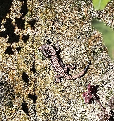 Lucertola muraiola  - Klaus Vanscheidt