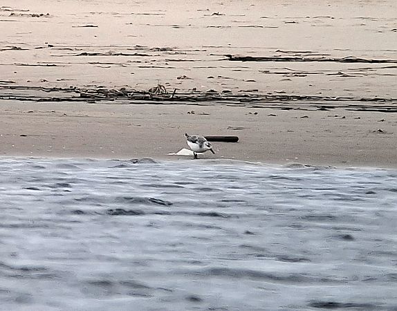 piaskowiec  - Piotr Paluch