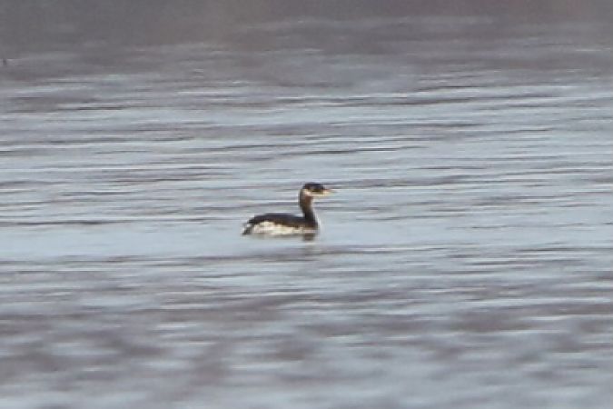 Rothalstaucher  - Wolfgang Bühler