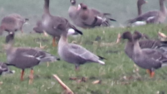 Kurzschnabelgans  - Ingolf Todte