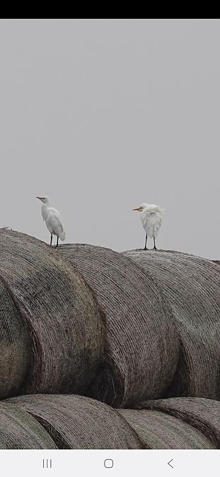 Héron garde-boeufs  - Christine Ludwig