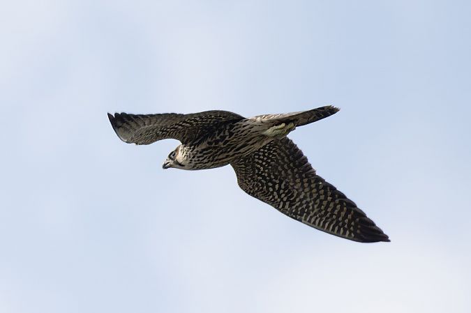 Falco pellegrino  - Nicola Norante