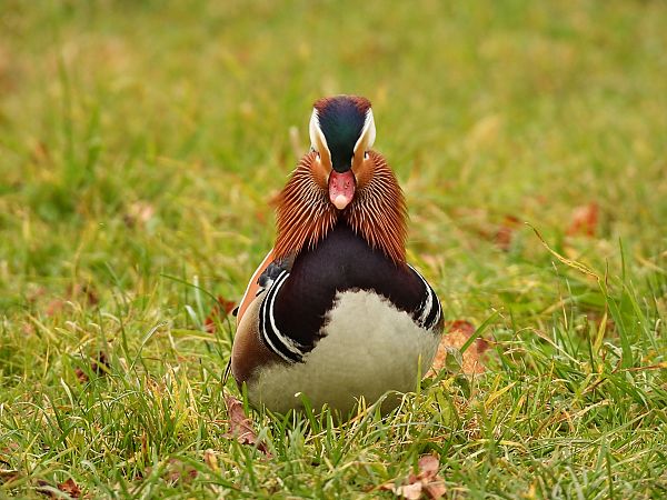 Canard mandarin  - Kacper Mikulski