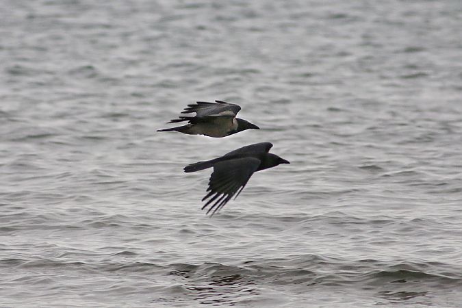 Cornacchia nera  - Stefano Sava