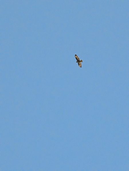 Poiana  - Diego Castelli