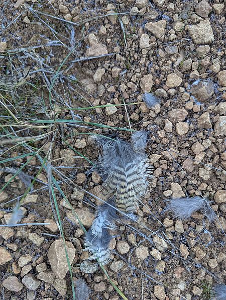 Becada  - Nika Grube