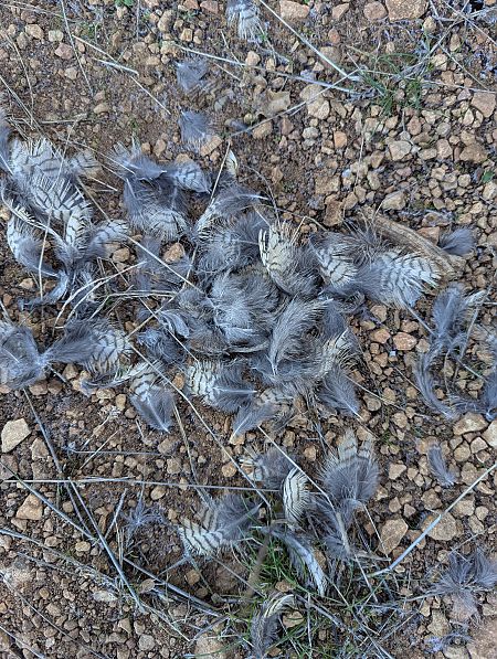 Becada  - Nika Grube