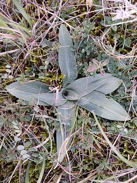 Ophrys sphegodes  - Alain Falvard
