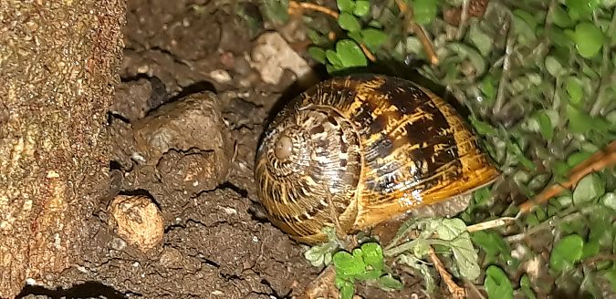Cornu aspersum  - Michele Cento