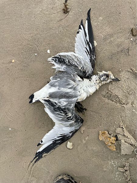 Dreizehenmöwe  - Mischa Drüner