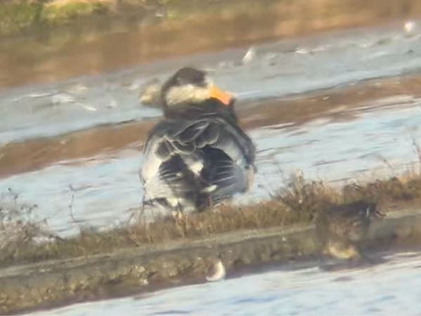 Oiseau indéterminé  - Dominik Oswald