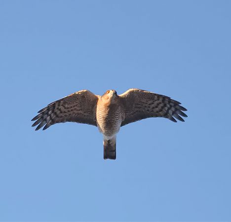 Sperber  - Nadine Mages