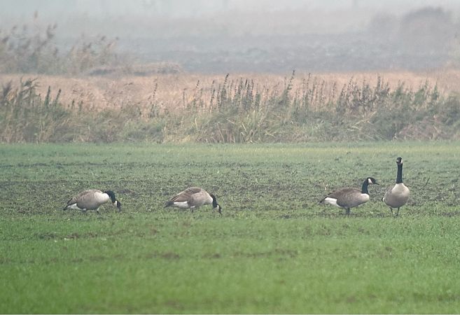 bernikla kanadyjska  - Łukasz Konopka