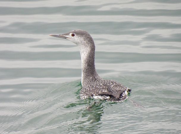 Red-throated Loon  - Natalia Gorczowska