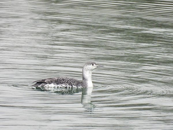 Plongeon catmarin  - Natalia Gorczowska