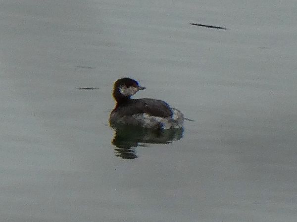 Grèbe esclavon 