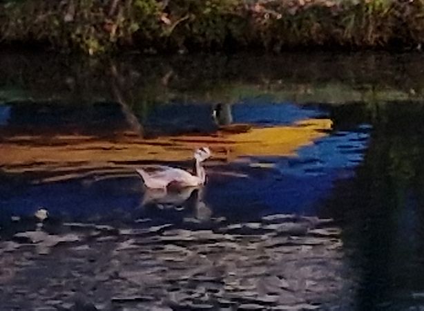 Oca indiana  - Luca Boscain