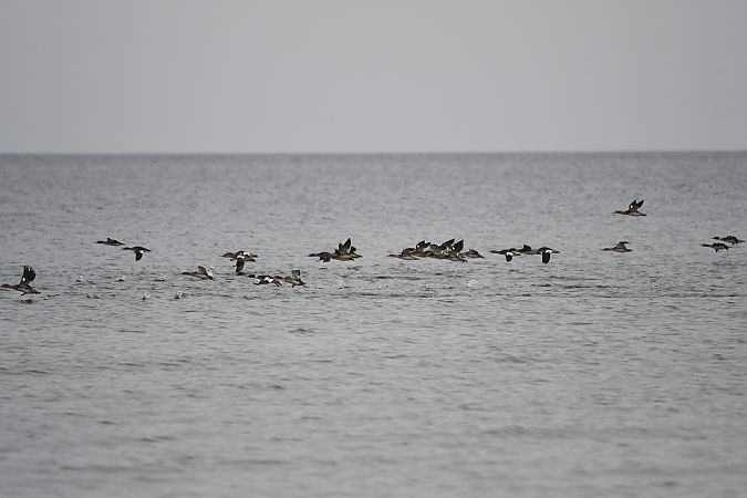 szlachar  - Karolina Stąpór