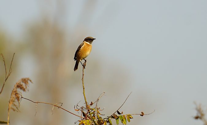 Saltimpalo comune  - Lorenza Venturini