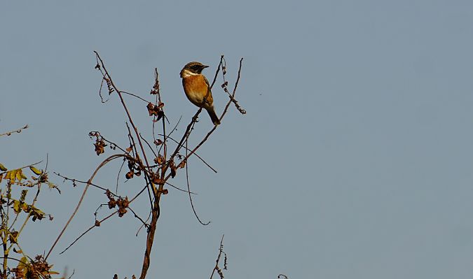 Saltimpalo comune  - Lorenza Venturini