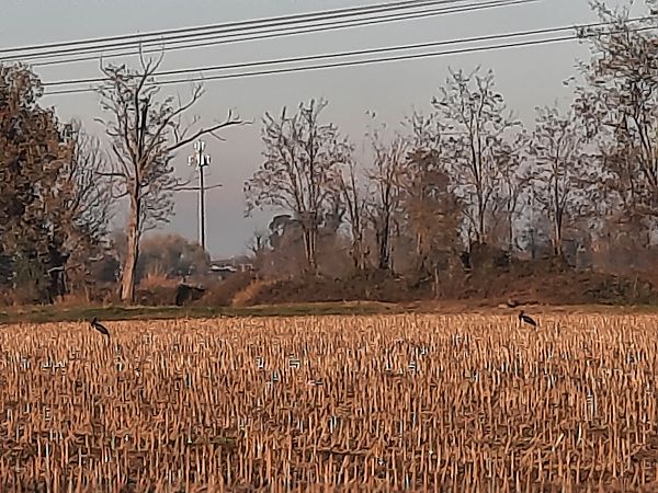 Cicogna nera  - Bassano Riboni