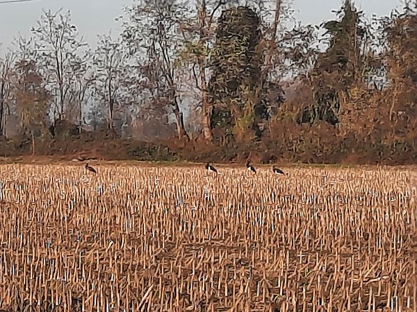 Cicogna nera  - Bassano Riboni