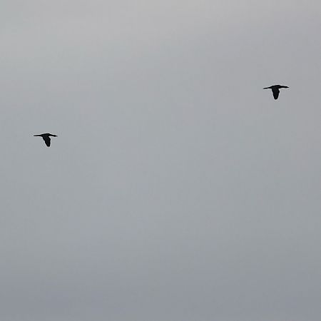 Cormoran pygmée  - Florian Hanslmayr