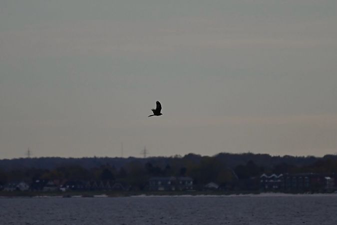 Rotmilan  - Miriam Gutt