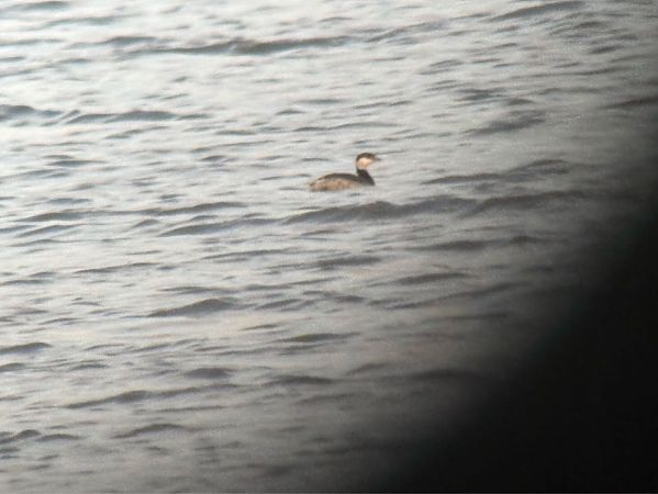 perkoz rogaty  - Jan Król