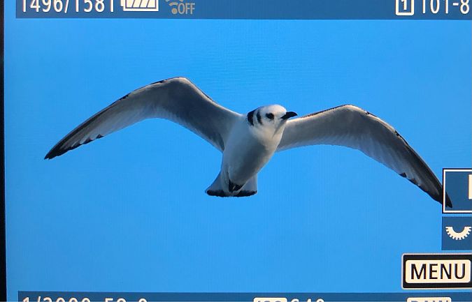 Mouette tridactyle  - Ryszard Dworak