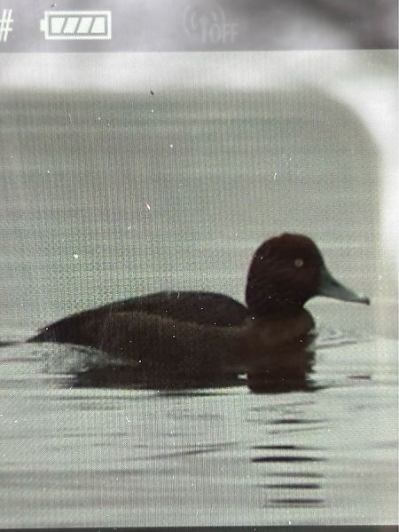 podgorzałka  - Jarosław Soboń