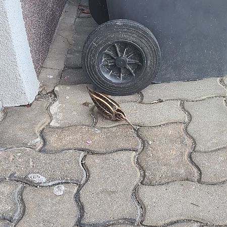 Bécassine sourde  - Lukas Zangl