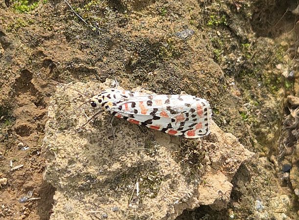Utetheisa pulchella  - Alberto Manganaro