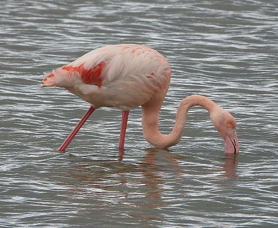 Fenicottero  - Matteo Faggi