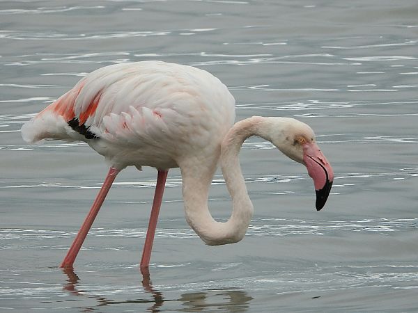 Fenicottero  - Matteo Faggi