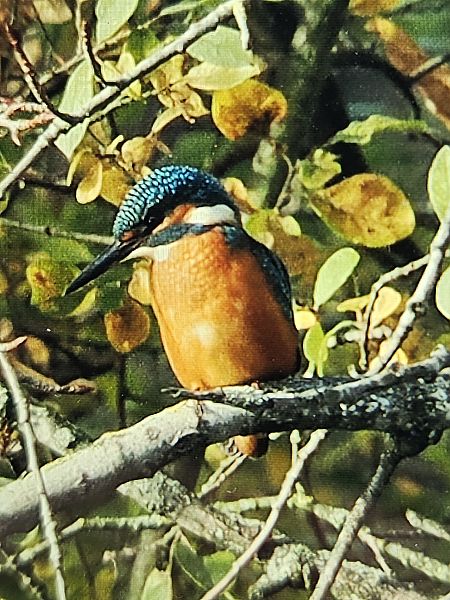 Eisvogel  - Thomas Böndiz