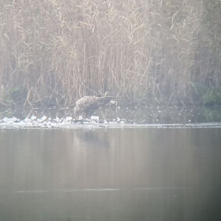 Seeadler  - Malte Rüger