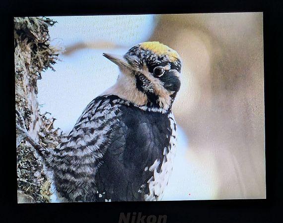 Eurasian Three-toed Woodpecker  - Jessica Peruzzo