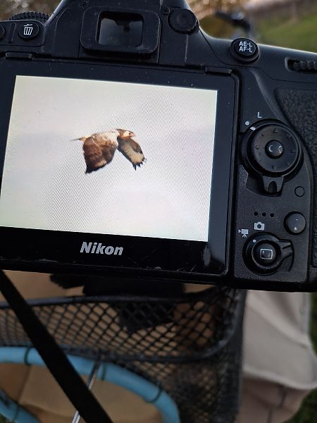 Poiana  - Bruno Delbianco