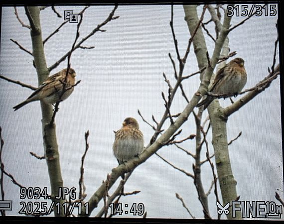 rzepołuch  - Robert Locman