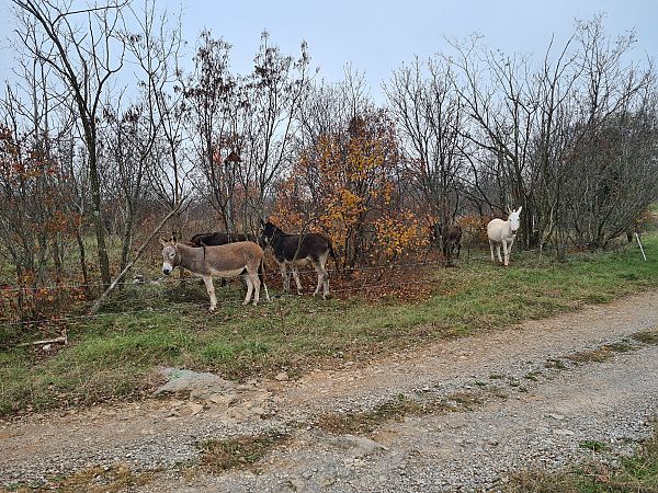 Ricinus communis  - Laura Sgambati (FVG)