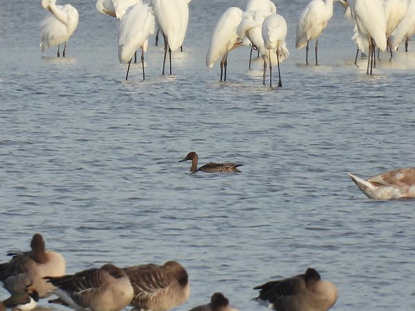 rożeniec  - Kacper Mikulski