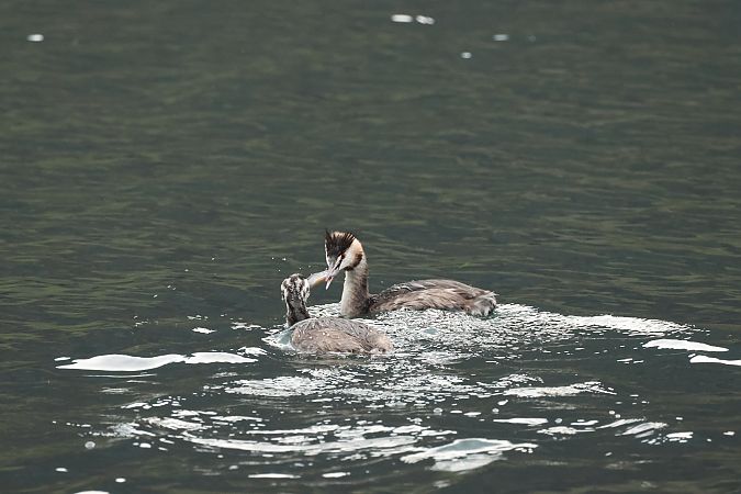 Svasso maggiore  - Adelfina Aldrovandi