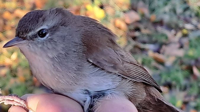Seidensänger  - Ingolf Todte