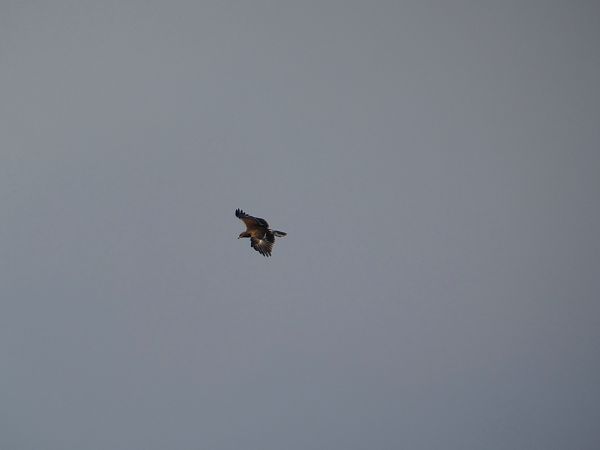 Aquila anatraia minore  - Rosario Dario Amore