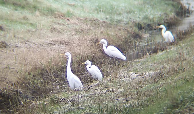 czapla biała  - Tomasz Kulakowski