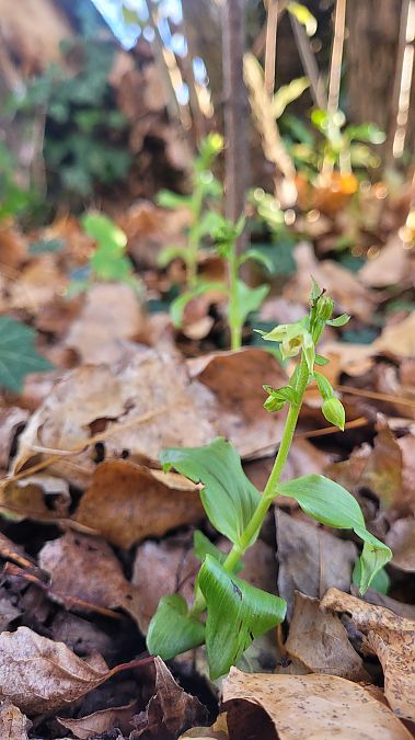 Epipactis fibri  - Maud Bacheter