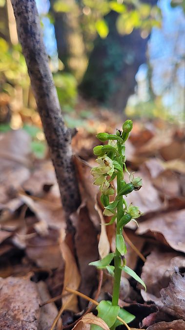 Epipactis fibri  - Maud Bacheter