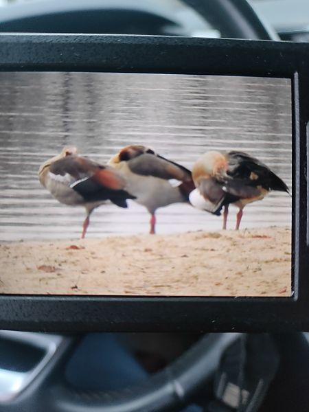 gęsiówka egipska  - Roman Kempa