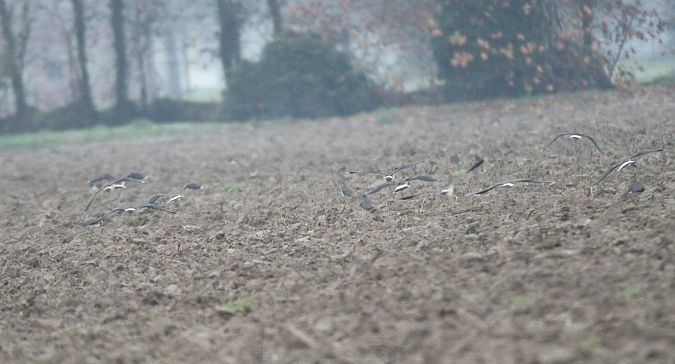 Pavoncella  - Alessio Mannello